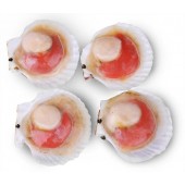 北海道日本扇貝